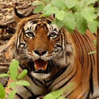Ulustrační obrázek k akci Za tygry do Indie
